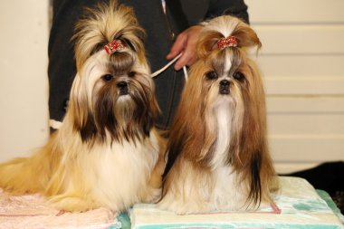 Çok güzel saç tokası genç shih tzu köpeklerle