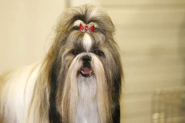 Joven shih tzu perro con adorable horquilla —  Fotos de Stock