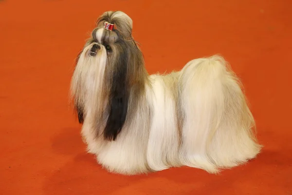 Bedårande shih tzu valp på röd bakgrund — Stockfoto