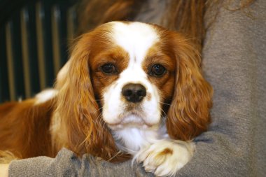 Cavalier king charles spaniel köpek yavrusu portresi