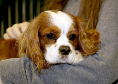 Cavalier king charles spaniel köpek yavrusu bilinmeyen doğurmak kollarında