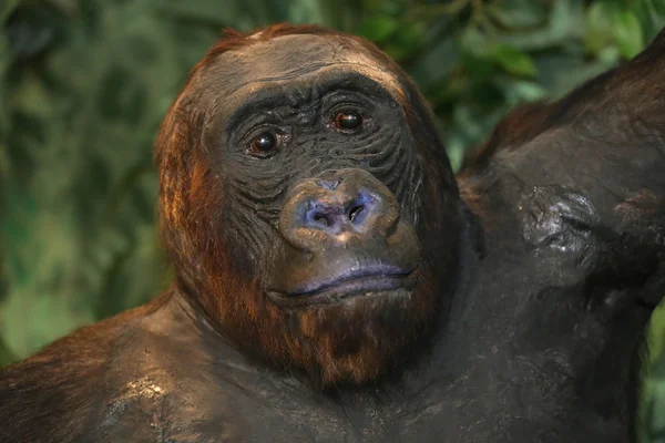 Foto de la cabeza de un gorila de tierras bajas del oeste — Foto de Stock