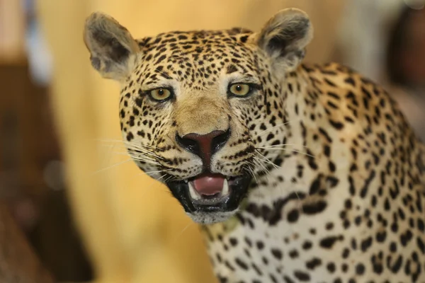 Ausgestopfter Leopard Panthera pardus auf dem Baum — Stockfoto