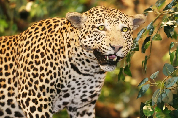 Ausgestopfter Leopard auf dem Baum — Stockfoto