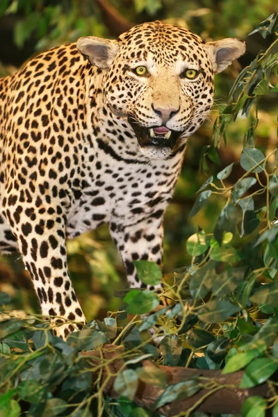Ausgestopfter Leopard Panthera pardus auf dem Baum — Stockfoto