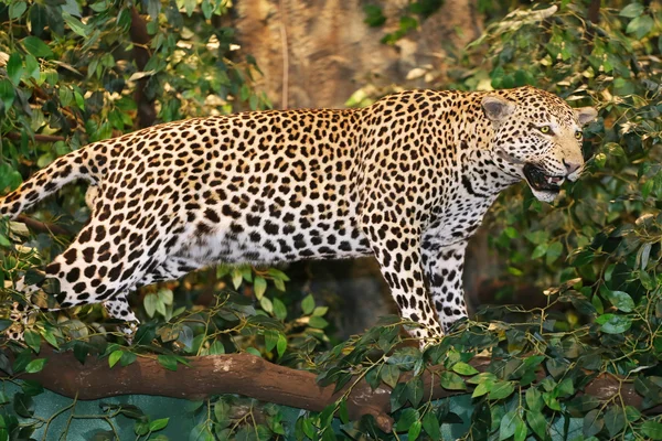 Nadziewane leopard panthera pardus na drzewie — Zdjęcie stockowe