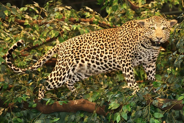 Ausgestopfter Leopard Panthera pardus auf dem Baum — Stockfoto