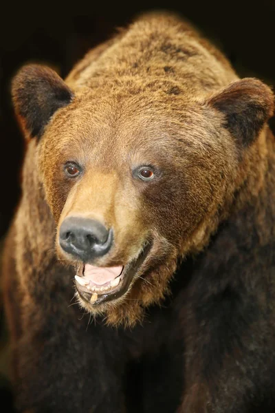 갈색 곰 머리의 클로즈업 — 스톡 사진