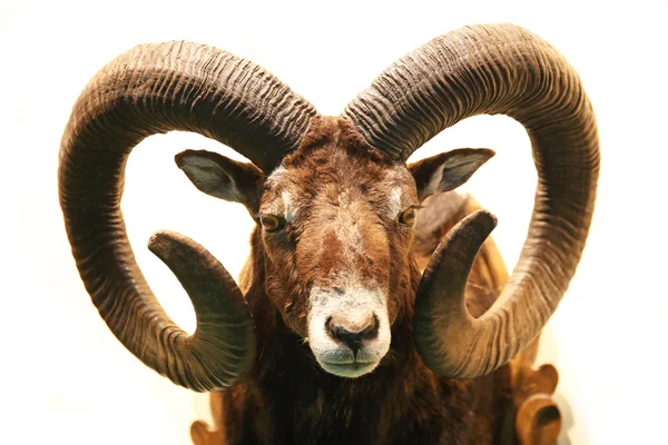 Close up de recheado macho mouflon com grandes chifres curvos em branco — Fotografia de Stock