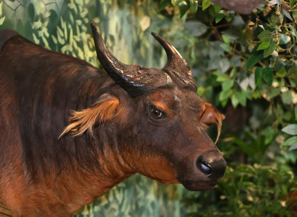 Close up cape buffel trofee tegen witte achtergrond — Stockfoto