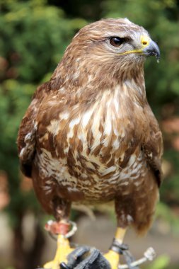 Bilinmeyen Kuş gözlemcisi el üzerinde oturan nazik Şahin