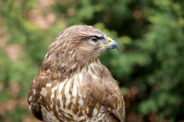 Tiro de cabeça de um buzzard com fundo natural verde borrado — Fotografia de Stock