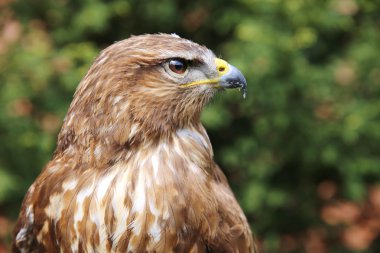 Close up of a common buzzard on natural environment clipart