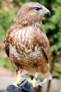 Bilinmeyen Kuş gözlemcisi el üzerinde oturan nazik Şahin