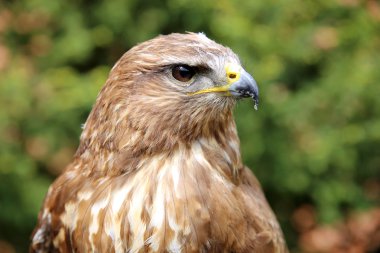 Bayağı şahin olarak da bilinen bayağı Şahin