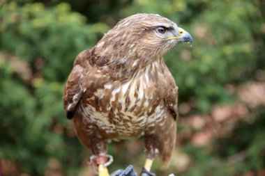 Ortak bir şahin buteo buteo closeup