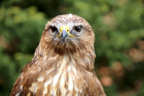 Portret van een Europese gemeenschappelijke Buizerd-buteo buteo — Stockfoto