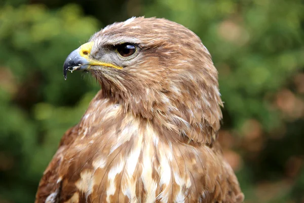 Close up de um buzzard comum no ambiente natural — Fotografia de Stock