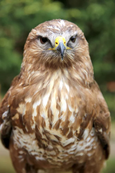 Närbild på en ormvråk på naturmiljön — Stockfoto