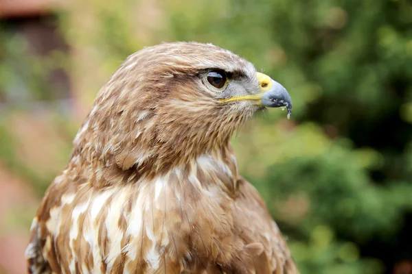 Buzzard eurasiano também conhecido como o buzzard comum — Fotografia de Stock