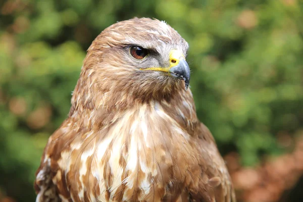 Head shot of a common buzzard buteo buteo — Stock Photo, Image