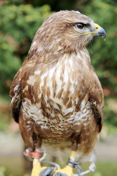 Delikatne jastrząb siedzi na nieznany bird watcher ręcznie — Zdjęcie stockowe