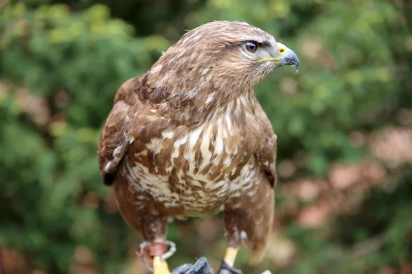 Closeup of a common buzzard buteo buteo — Stock Photo, Image