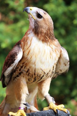 Kırmızı - kuyruklu atmaca eldivenli elini üzerinde detaylı fotoğraf kapatmak