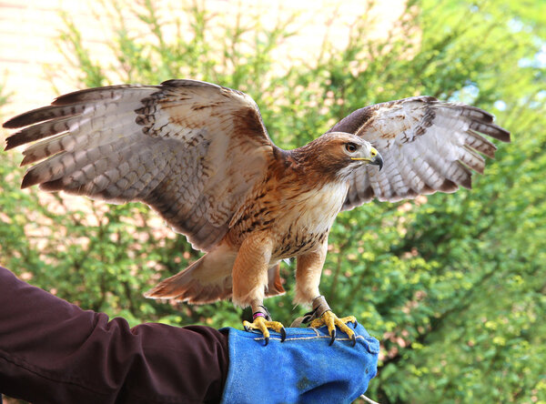 Red-tailed chickenhawk on gloved hand