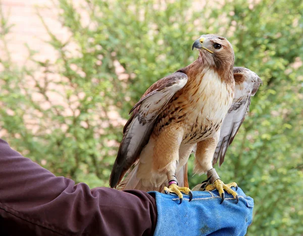 Kırmızı kuyruklu şahin eldivenli elini üzerinde