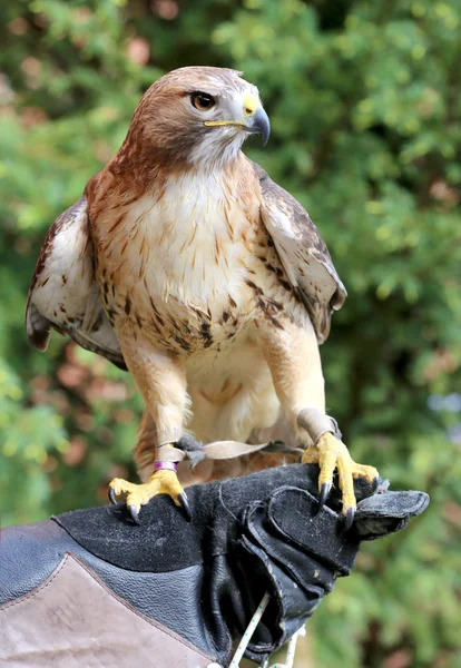 Przeszkolony, red hawk siedzi na rękawicy falconer — Zdjęcie stockowe