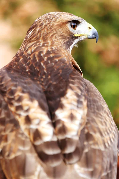 Head shot of from behind a red-tailed hawk with blurred green natural background — Stock Photo, Image