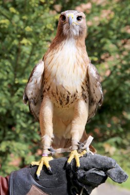 Kırmızı kuyruklu şahin eldivenli elini üzerinde