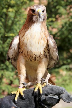 Eğitimli Şahin falconer'ın eldiven üzerinde oturan