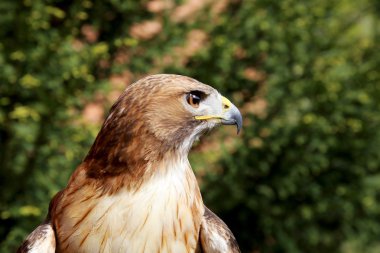 Yan görünümü portresi bir Amerikan kırmızı - kuyruklu şahin