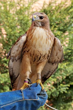 Eğitimli Şahin falconer'ın eldiven üzerinde oturan