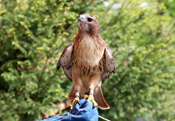 Amerikan Şahin eldivenli elini üzerinde tünemiş