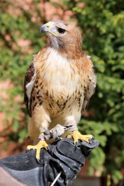 Yırtıcı Kuş kırmızı - kuyruklu hatun olarak Amerika Birleşik Devletleri'nde bilinen Şahin