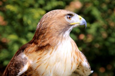 Kırmızı - kuyruklu atmaca ayrıntılı resmi kapatın