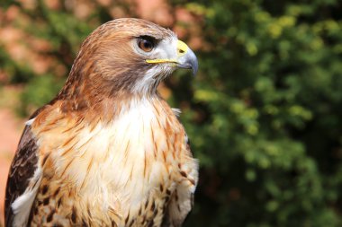 Kırmızı - kuyruklu atmaca ayrıntılı resmi kapatın