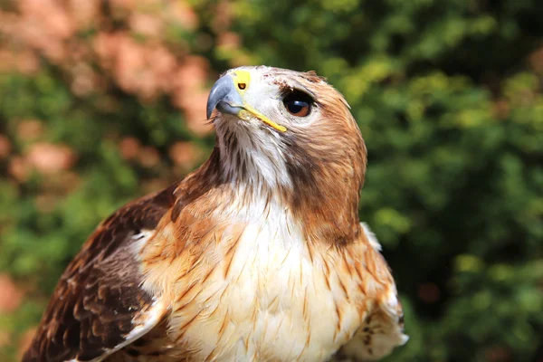 Prise de vue de tête d'un faucon à queue rousse au fond flou — Photo