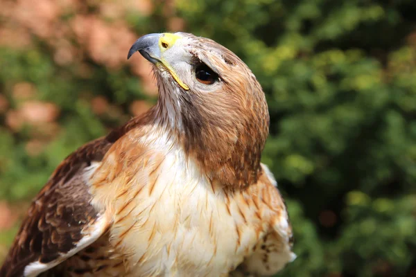 Portré egy amerikai Piros farkú hawk — Stock Fotó