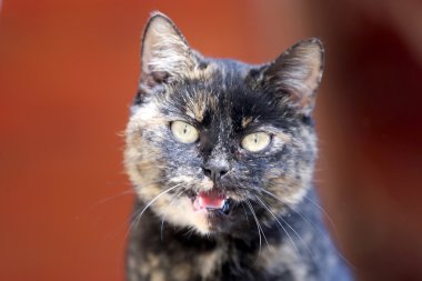 Yeşil gözlü bir tekir kedi kafa vurdu