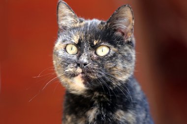 Yeşil gözlü bir tekir kedi kafa vurdu