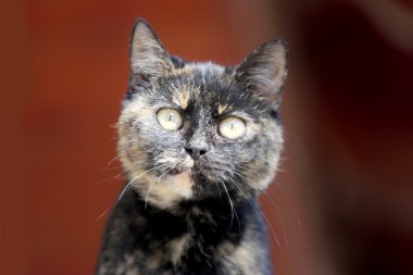 Portre tabby yavru kedi kedi kırmızı doğal zemin karşı kapatın