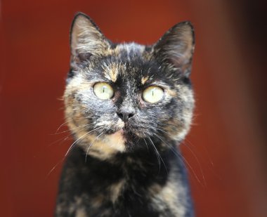 Yeşil gözlü bir tekir kedi kafa vurdu