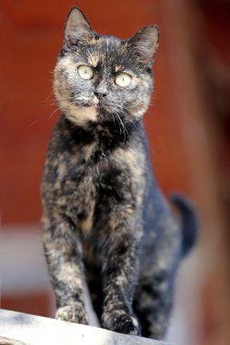 Portre tabby yavru kedi kedi kırmızı doğal adam karşı kapatın