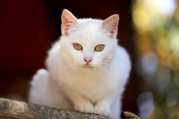 Zelenooký bílá kočka ji zneužívají — Stock fotografie