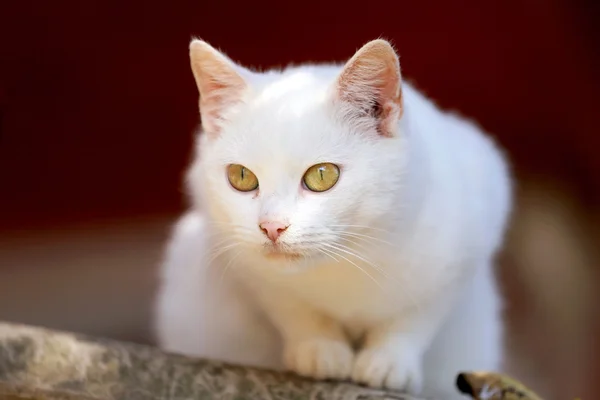 Retrato de um gato branco com olhos verdes — Fotografia de Stock