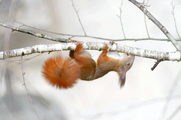 Red squirrel gnaws buds of birch on a branch — Stock Photo, Image